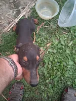 Male2, a female Doberman Pinscher for sale in Vandalia, IL – 1 of 8