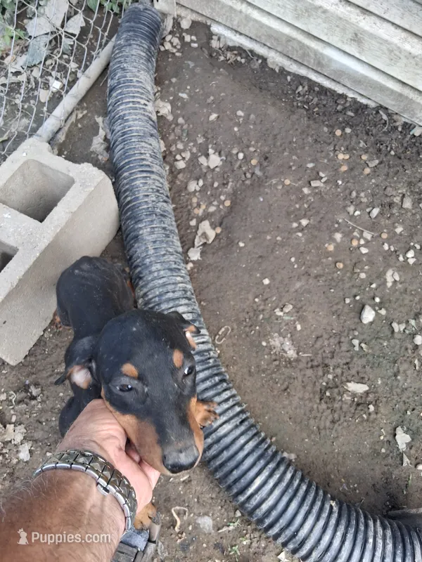 Female2 – Doberman Pinscher puppy for sale in Vandalia, IL