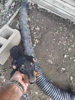 Female2, a female Doberman Pinscher for sale in Vandalia, IL – 1 of 8
