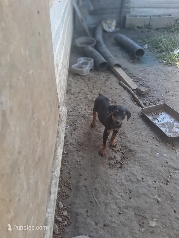 Female 3 – Doberman Pinscher puppy for sale in Vandalia, IL