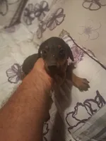 Male 2, a male Doberman Pinscher for sale in Vandalia, IL – 10 of 10