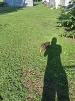 Female3, a female Doberman Pinscher for sale in Vandalia, IL – 4 of 7