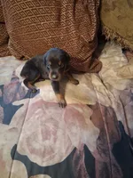 Male 1, a male Doberman Pinscher for sale in Vandalia, IL – 3 of 4