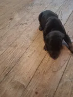 Female 3, a female Doberman Pinscher for sale in Vandalia, IL – 2 of 4
