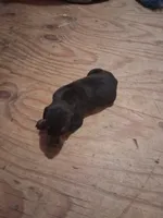 Female 1, a female Doberman Pinscher for sale in Vandalia, IL – 3 of 4