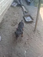 Female 3, a female Doberman Pinscher for sale in Vandalia, IL – 5 of 7