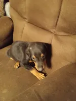 Female2, a female Doberman Pinscher for sale in Vandalia, IL – 2 of 7