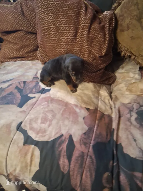 Male 1 – Doberman Pinscher puppy for sale in Vandalia, IL