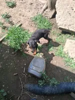 Female 1, a female Doberman Pinscher for sale in Vandalia, IL – 2 of 7