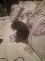 Male 2, a male Doberman Pinscher for sale in Vandalia, IL – 9 of 10