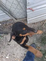 Puppy one, a female Doberman Pinscher for sale in Vandalia, IL – 2 of 7