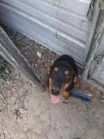 Puppy one, a female Doberman Pinscher for sale in Vandalia, IL – 3 of 7