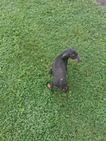 Male 1, a female Doberman Pinscher for sale in Vandalia, IL – 7 of 10