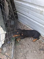 Puppy one, a female Doberman Pinscher for sale in Vandalia, IL – 1 of 7