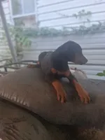 Male 3, a male Doberman Pinscher for sale in Vandalia, IL – 8 of 8