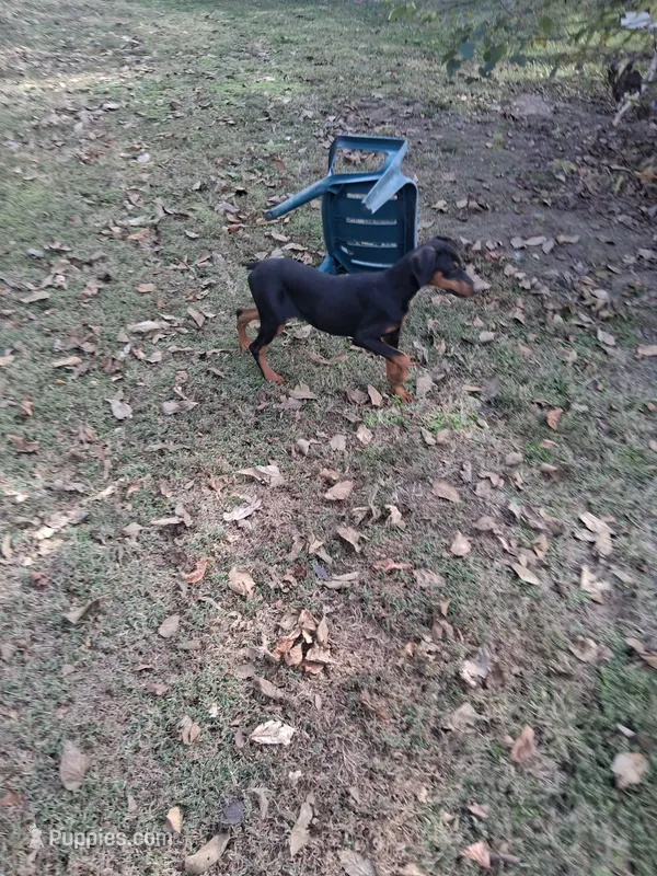 Female 3 – Doberman Pinscher puppy for sale in Vandalia, IL