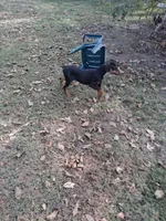 Female 3, a female Doberman Pinscher for sale in Vandalia, IL – 1 of 5