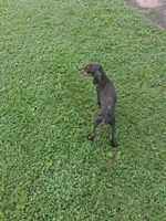 Male 1, a female Doberman Pinscher for sale in Vandalia, IL – 8 of 10