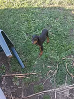 Female 1, a female Doberman Pinscher for sale in Vandalia, IL – 6 of 7