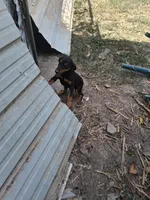 Female 3, a female Doberman Pinscher for sale in Vandalia, IL – 7 of 7