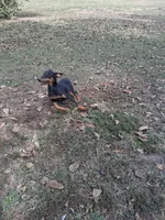 Female 3, a female Doberman Pinscher for sale in Vandalia, IL – 4 of 5