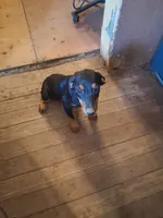 Female 1, a female Doberman Pinscher for sale in Vandalia, IL – 3 of 7
