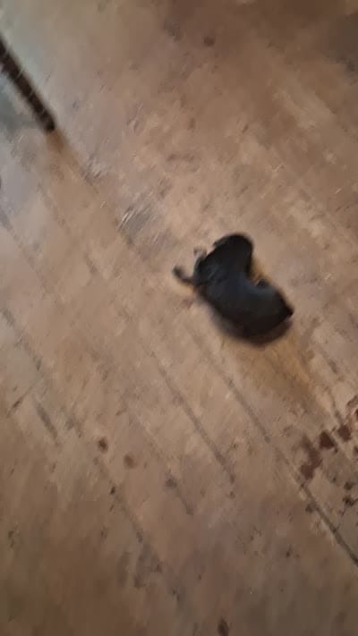 Female 3, a female Doberman Pinscher for sale in Vandalia, IL – 4 of 4