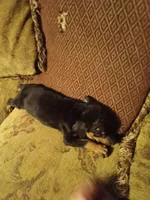Female 1, a female Doberman Pinscher for sale in Vandalia, IL – 7 of 7