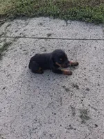 Male 3, a male Doberman Pinscher for sale in Vandalia, IL – 3 of 4