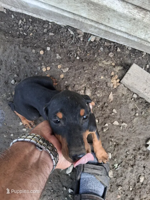 Female3 – Doberman Pinscher puppy for sale in Vandalia, IL