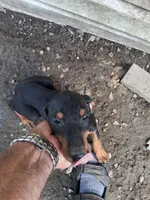 Female3, a female Doberman Pinscher for sale in Vandalia, IL – 1 of 7