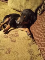 Female 1, a female Doberman Pinscher for sale in Vandalia, IL – 4 of 7