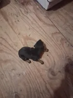 Female 1, a female Doberman Pinscher for sale in Vandalia, IL – 1 of 4