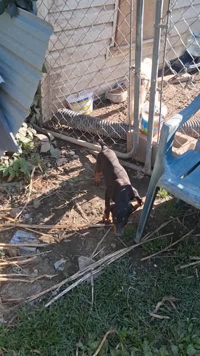 Female3, a female Doberman Pinscher for sale in Vandalia, IL – 6 of 7