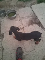 Male2, a female Doberman Pinscher for sale in Vandalia, IL – 2 of 8