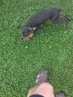 Male 1, a female Doberman Pinscher for sale in Vandalia, IL – 5 of 10