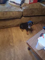 Female 1, a female Doberman Pinscher for sale in Vandalia, IL – 5 of 7