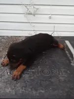 Male 2, a male Doberman Pinscher for sale in Vandalia, IL – 6 of 10
