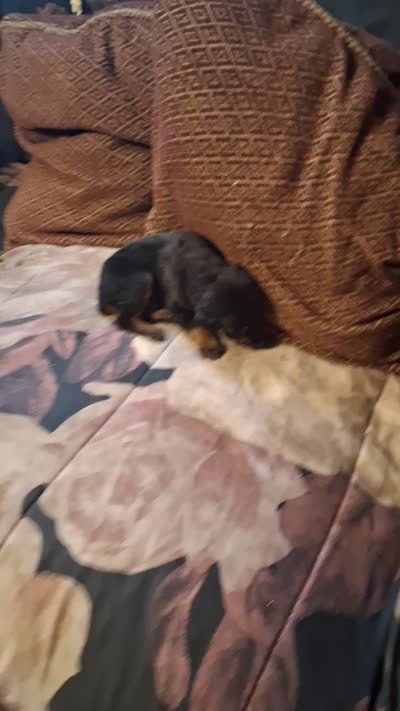 Male 1, a male Doberman Pinscher for sale in Vandalia, IL – 4 of 4