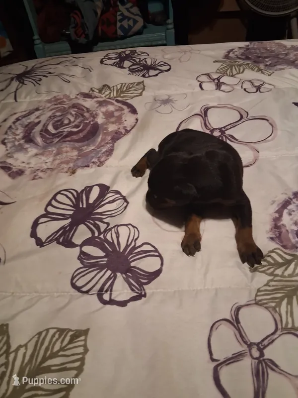 Male 2 – Doberman Pinscher puppy for sale in Vandalia, IL