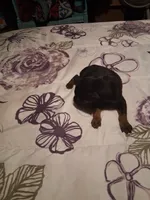 Male 2, a male Doberman Pinscher for sale in Vandalia, IL – 1 of 4