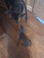 Male 1, a female Doberman Pinscher for sale in Vandalia, IL – 3 of 10