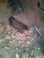 Male2, a female Doberman Pinscher for sale in Vandalia, IL – 5 of 8