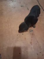 Female2, a female Doberman Pinscher for sale in Vandalia, IL – 3 of 4
