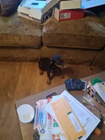 Female 1, a female Doberman Pinscher for sale in Vandalia, IL – 6 of 7