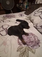 Male 2, a male Doberman Pinscher for sale in Vandalia, IL – 3 of 4
