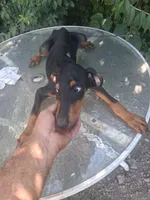 Male 1, a male Doberman Pinscher for sale in Vandalia, IL – 4 of 7