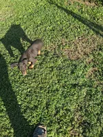 Female2, a female Doberman Pinscher for sale in Vandalia, IL – 7 of 8