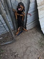 Puppy one, a female Doberman Pinscher for sale in Vandalia, IL – 6 of 7