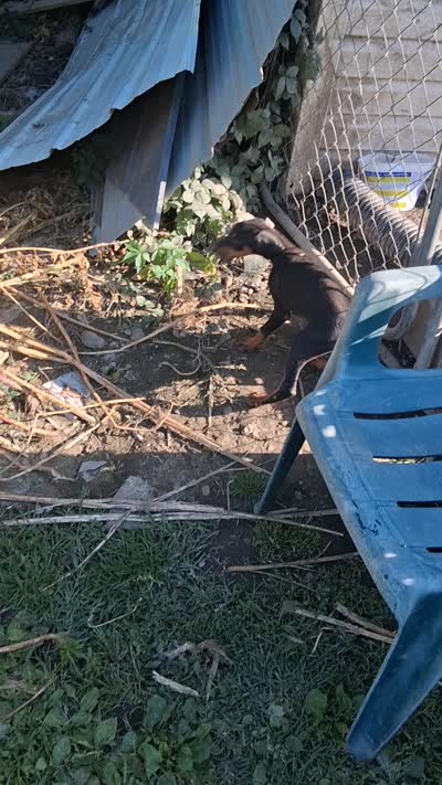 Female3, a female Doberman Pinscher for sale in Vandalia, IL – 7 of 7